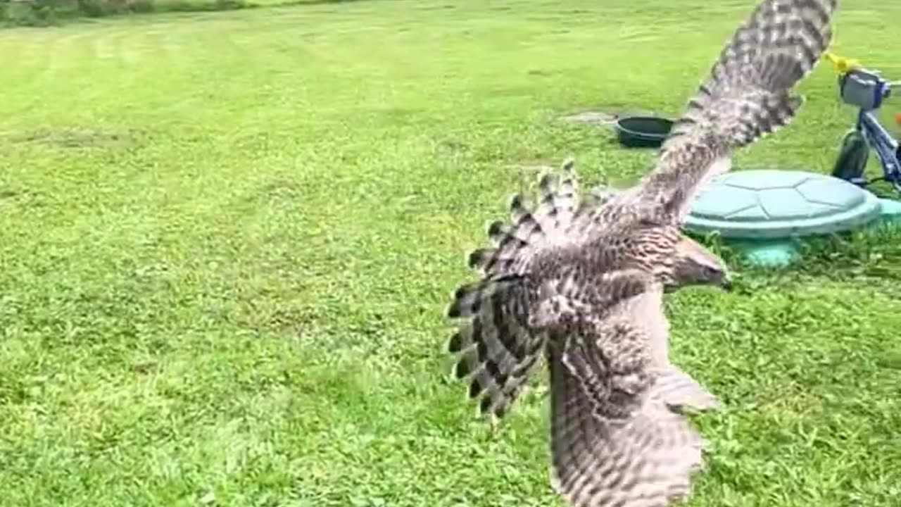 🦅 Hawk Attacks 🐶 Dog! Shocking Encounter Caught on Camera! 📸😱