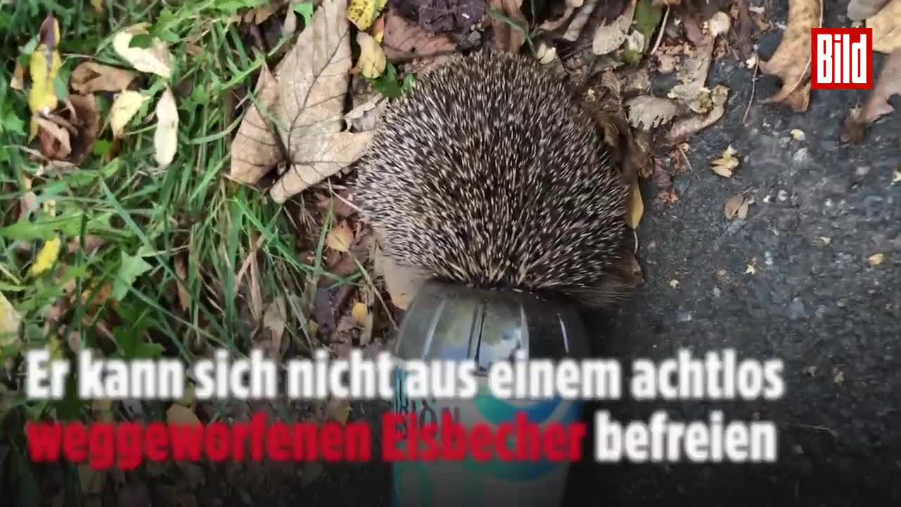 Igel aus weggeworfenem Eisbecher gerettet