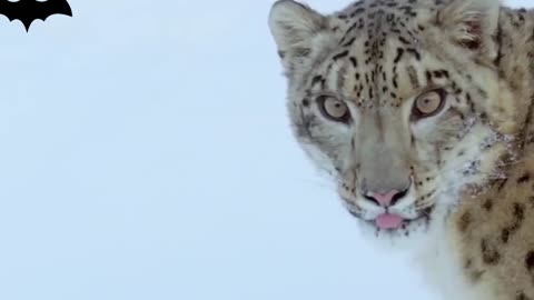 Snow Leopard