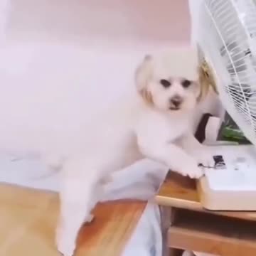 Cute And Smart Dog In The World Videos