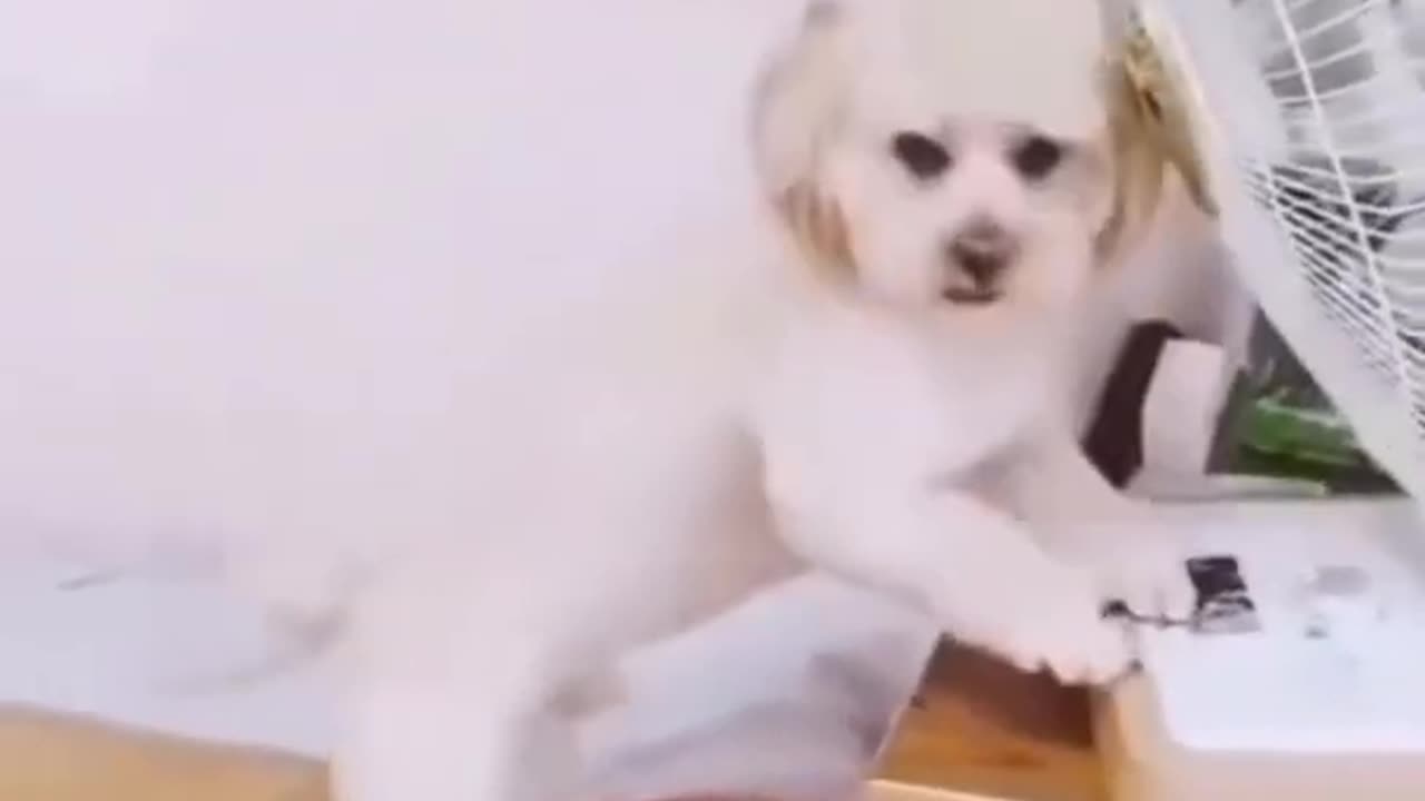 Cute And Smart Dog In The World Videos