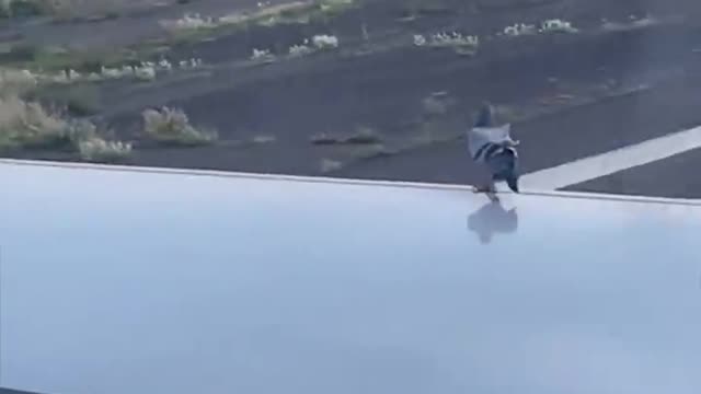 Pigeon Surprised by Planes High Speeds __ ViralHog