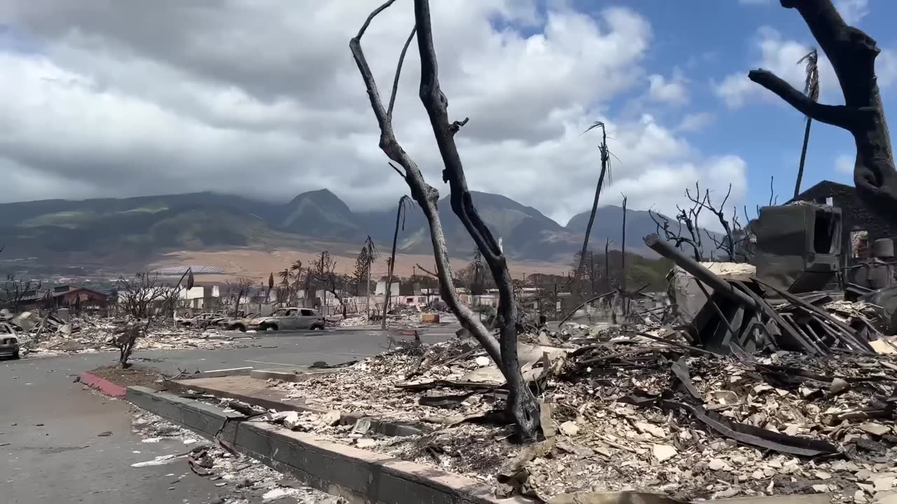 Travel 4 Animals - POV Escape from Lahaina