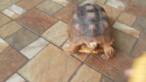 Sulcata Tortoise Eating Banana (Sulaiman) - Hand Feeding-5