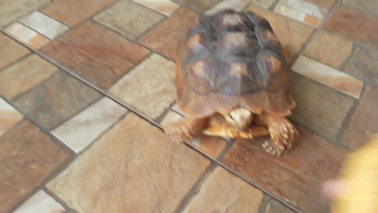 Sulcata Tortoise Eating Banana (Sulaiman) - Hand Feeding-5