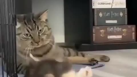 Funny animal video