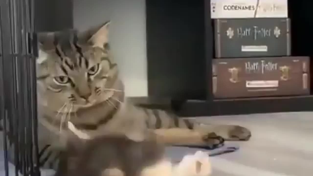 Funny animal video