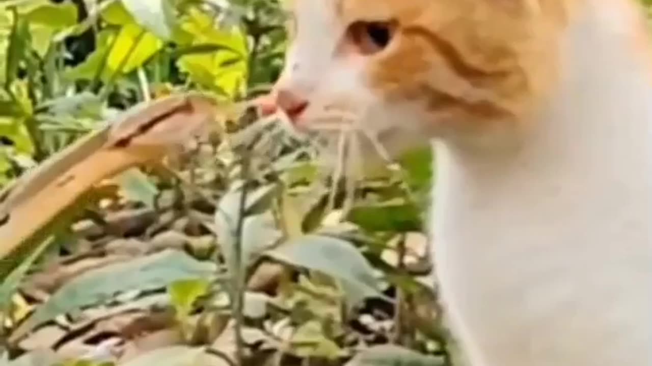 Cat vs snake reaction time