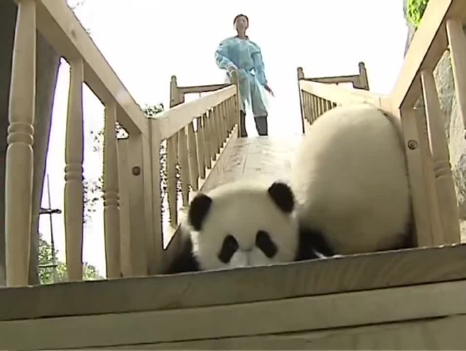 Cute pandas playing on the slide