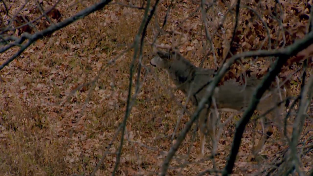 Nicole's Monster Wisconsin Whitetail