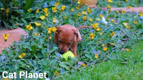 Cute Dogs