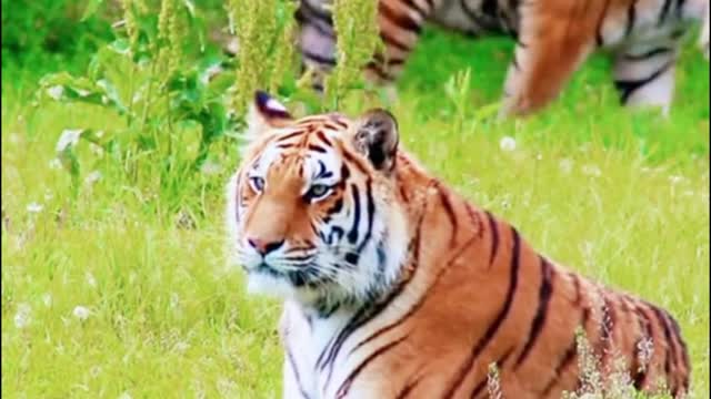 The way the tiger rests on the ground, the only time you can look at it quietly