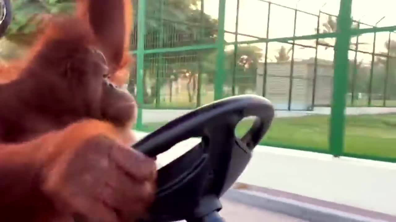 Driving to the banana store