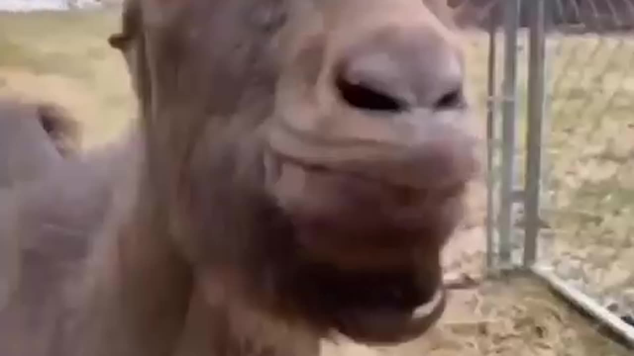 funny goat dance