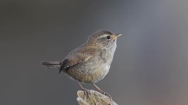 Wrens sing to attract a mate! 🤍 #Nature #meditation #wildlife 📹 Lawrence Chatton