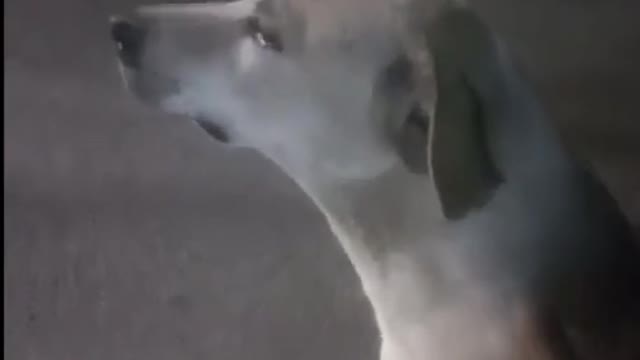 The Dog so sad and crying