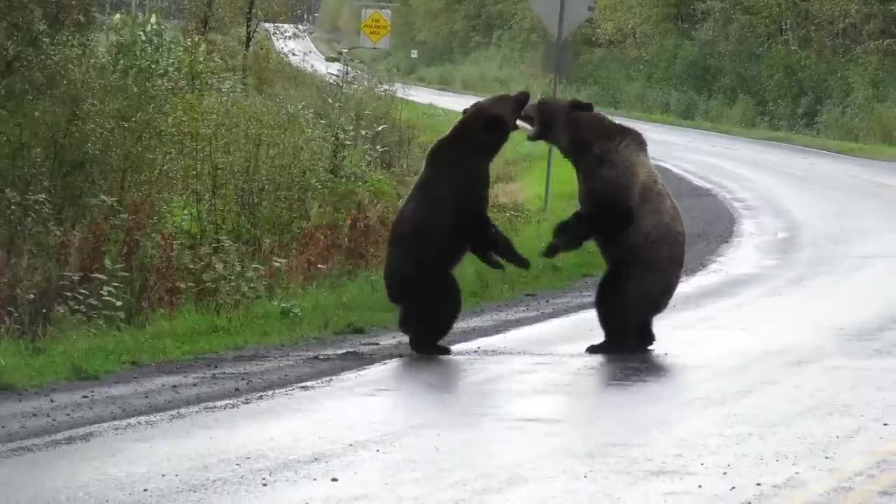 Epic grizzly bear fight