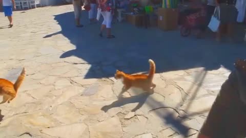 Dogs and cats fights