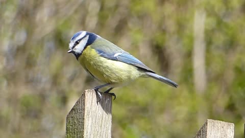 Enjoy singing birds