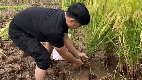 There was too much dust when cutting rice. Fortunately, I was smart.