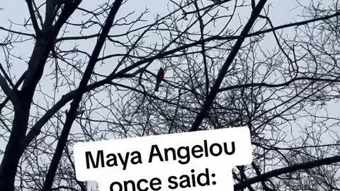 Joan Walsh Anglund: Quote 💕