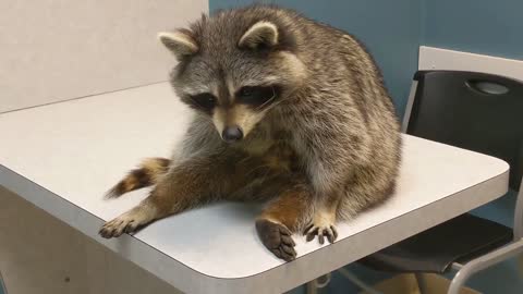 Bob the Pet Raccoon's First Vet Visit