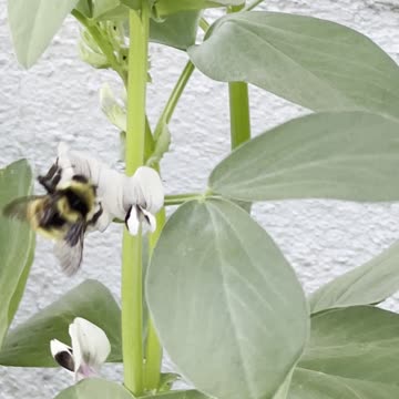 fruiting method in bean plants