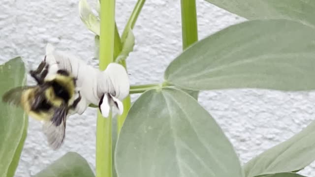 fruiting method in bean plants