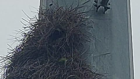 Austin Bird Nest