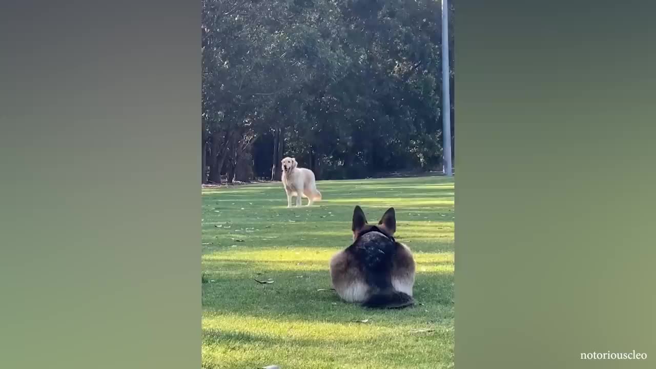 Who is The Boss - - FUNNIEST German Shepherd Dog Video 🤣