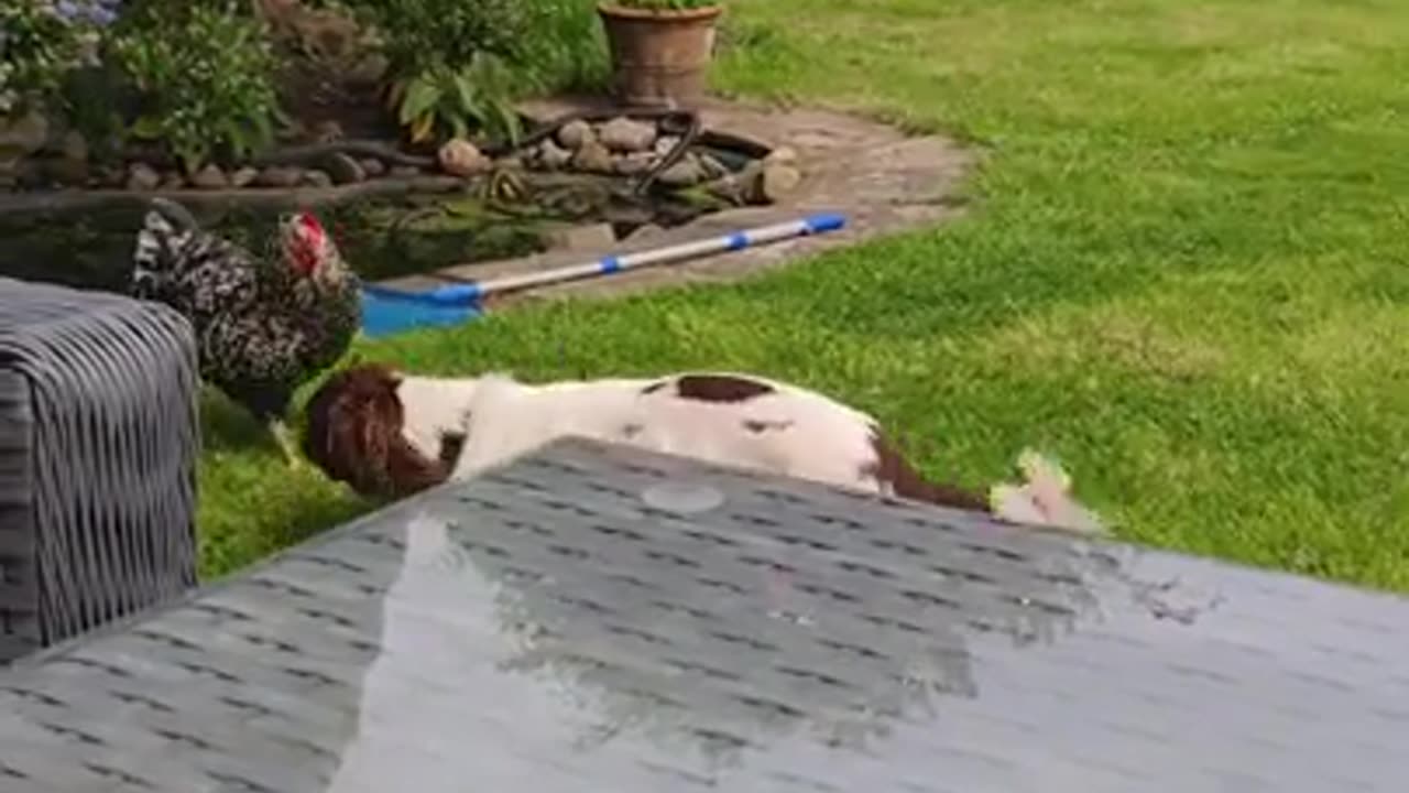 Dog And Chicken Are Bestie Pals