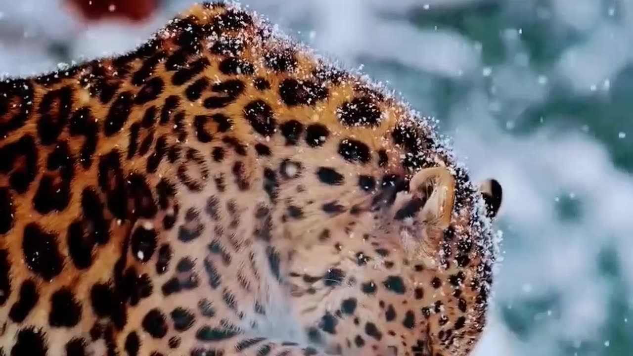 Snow Leopard