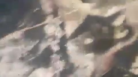 Ducklings 3