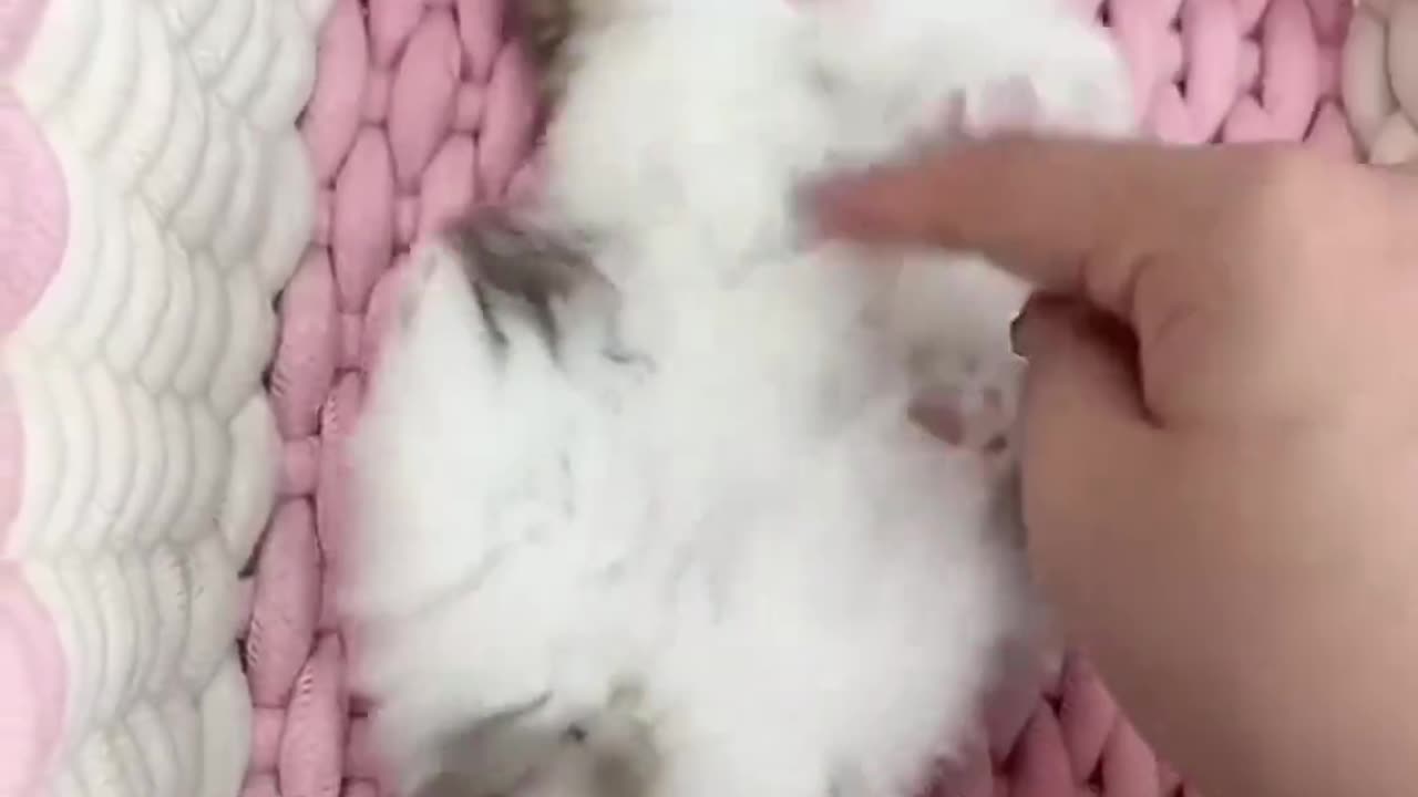#cat