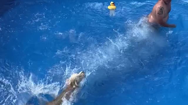 Labradoodle Slips on Pool Ladder