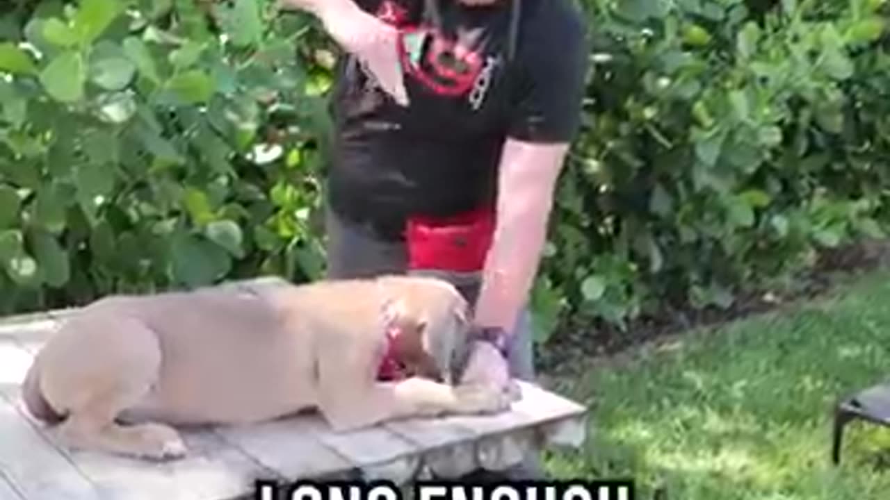 Get Your Puppy to Down Like a PRO