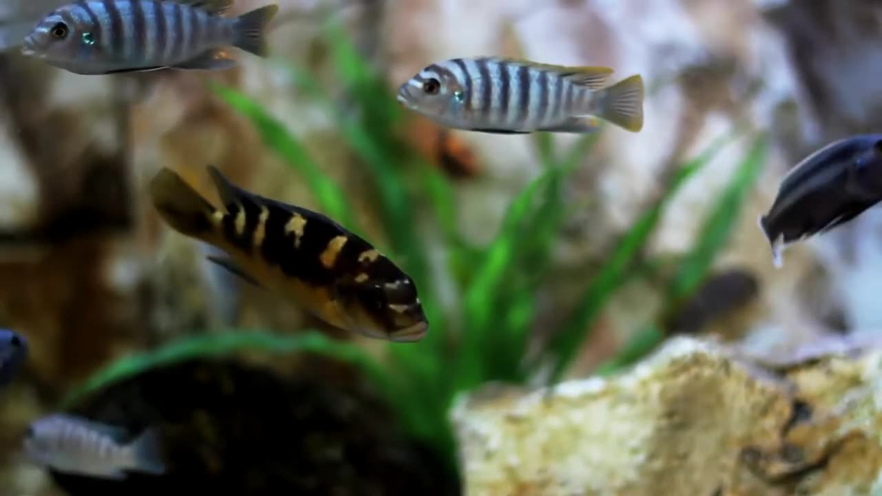 AQUARIUM ! 4K ULTRA HD FISH VIDEO !! 4K BEAUTIFUL FISH ! 4K COLORFUL FISH ! NO COPYRIGHT VIDEO !!!