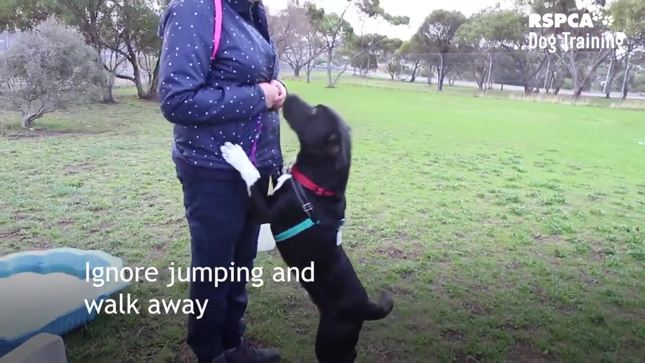 2 easy https://youtu.be/0KIRXCdAF5gsteps to prevent your dog jumping up.