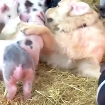 golden pigs #goldenretriever #pig #animals