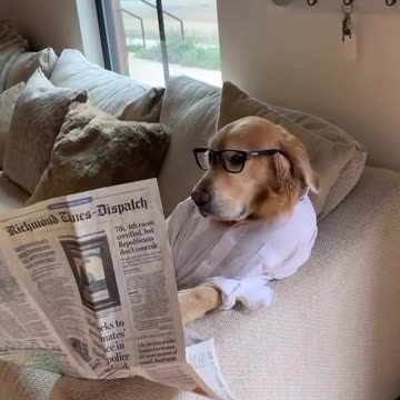 Don't disturb me hooman let me read newspaper😑