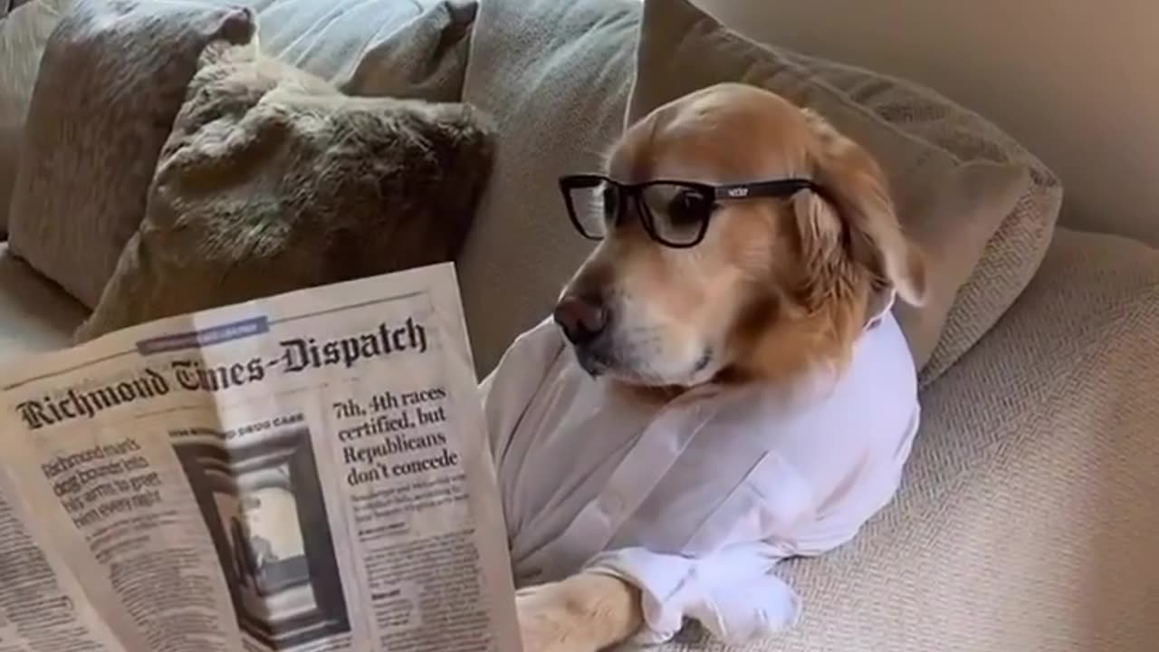 Don't disturb me hooman let me read newspaper😑