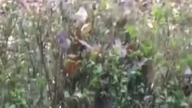 Cute Dogs Videos 🐶 Funny Dogs short