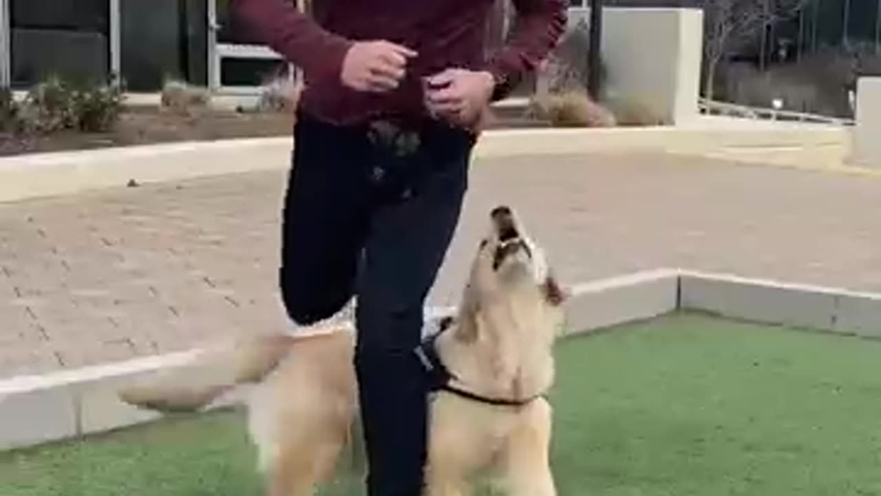 Trick training to build a bond with your dog!