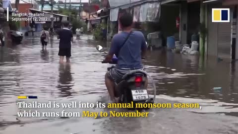 Driver finds large crocodile