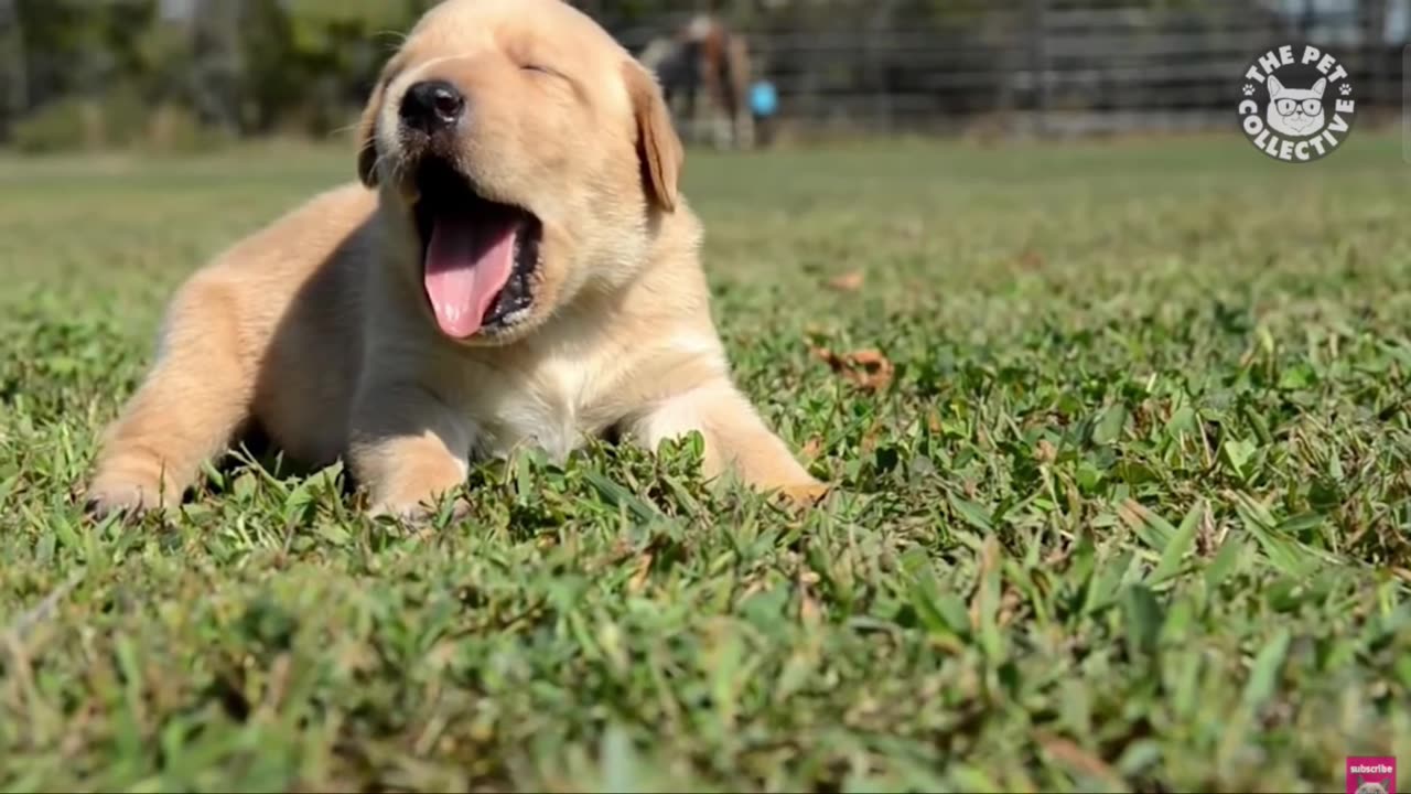 Cute Puppy Barking 🤯