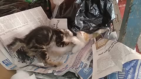 anak kucing yang tersisihkan