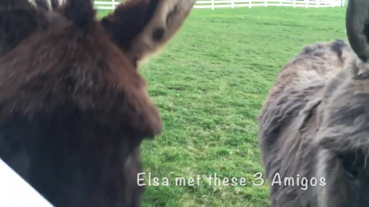 Incredibly friendly donkeys meet Elsa