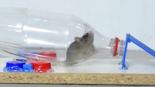 Bottle Mouse Trap