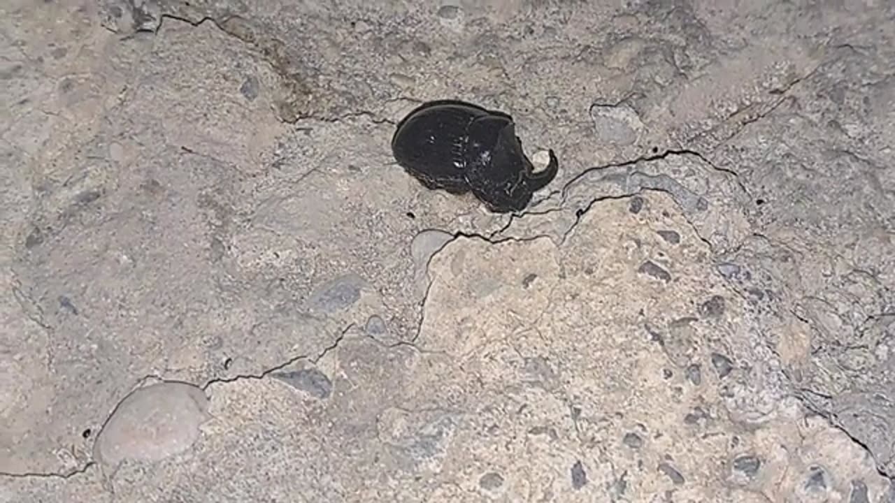 A cute cat is walking in the yard at night.