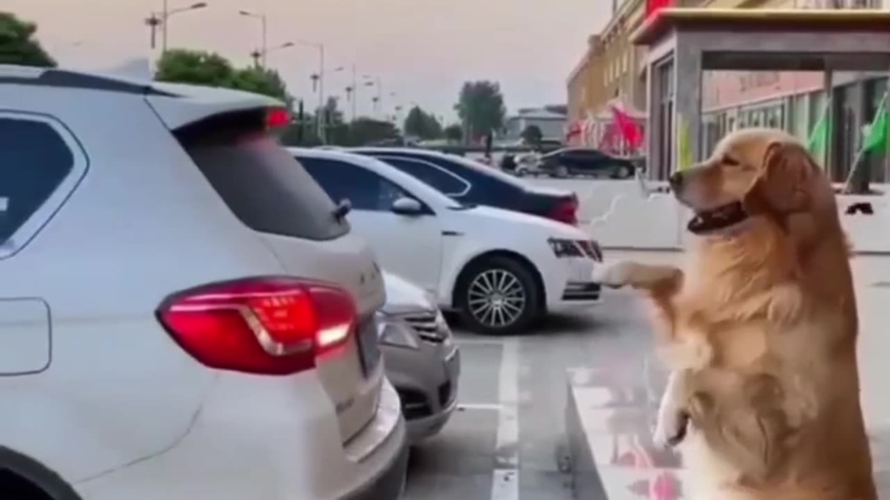 Dog funny video